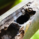 A Taksinus bambus nest.